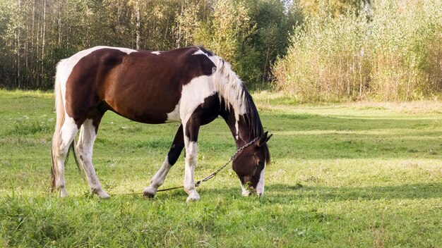 Cheval tacheté broute dans un pré vert