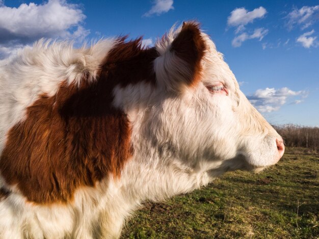 Photo cheval sur le terrain contre le ciel