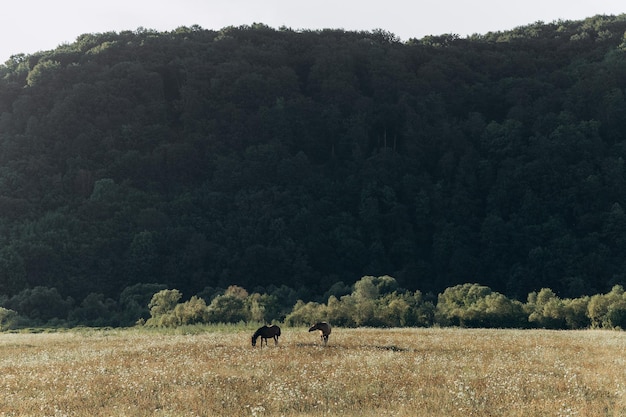 Cheval sur le terrain coucher de soleil d'été