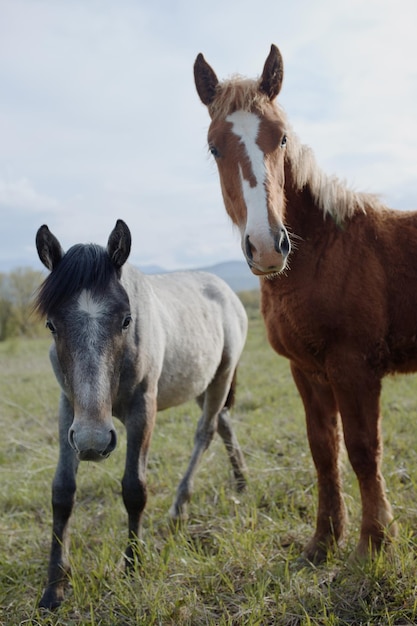 Cheval sur le terrain mammifères animaux nature voyage