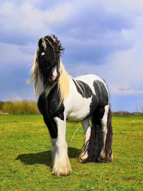 Photo cheval sur le terrain