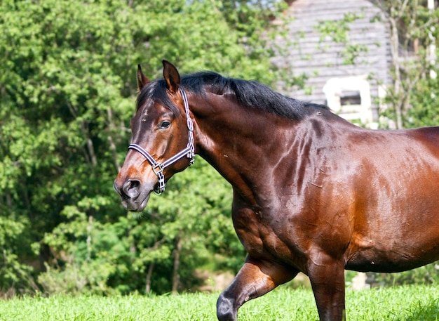 Cheval sur le terrain