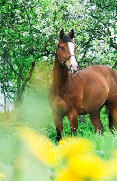 Photo cheval sur le terrain