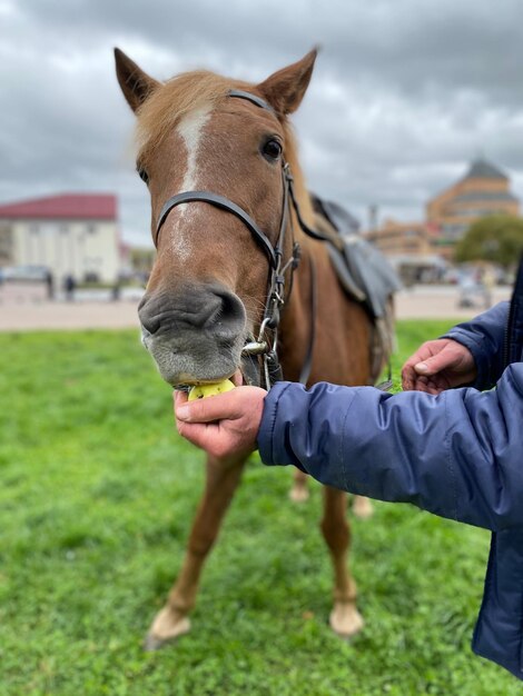 Photo cheval sur le terrain