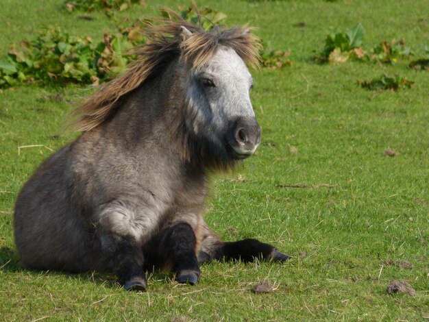 Cheval sur le terrain