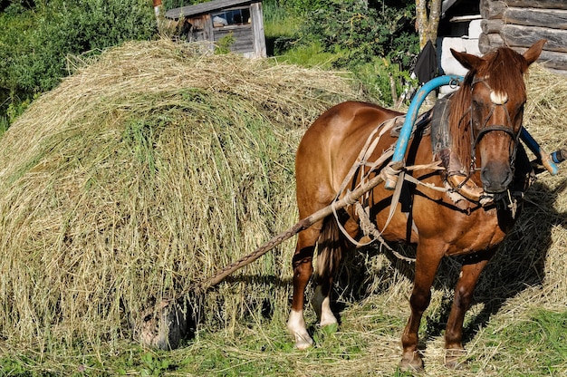 Cheval tiré par le foin