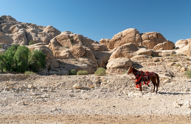 Cheval de tourisme sur la route de Petra