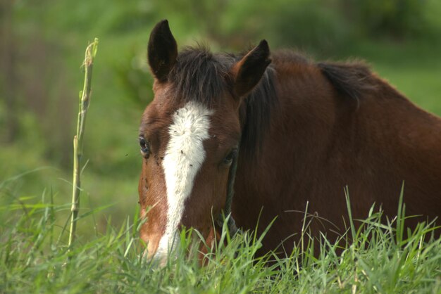 Photo le cheval vient ici dans le champ .