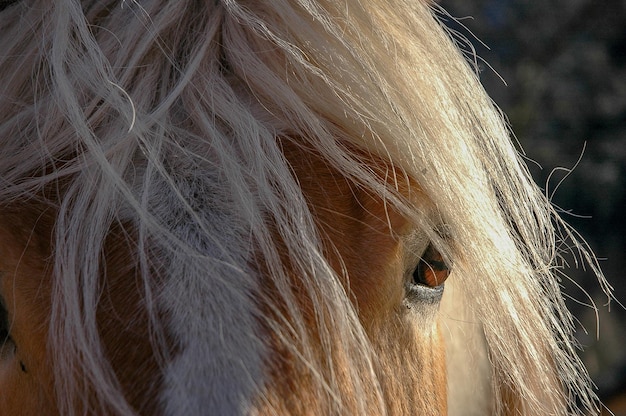 Photo cheval