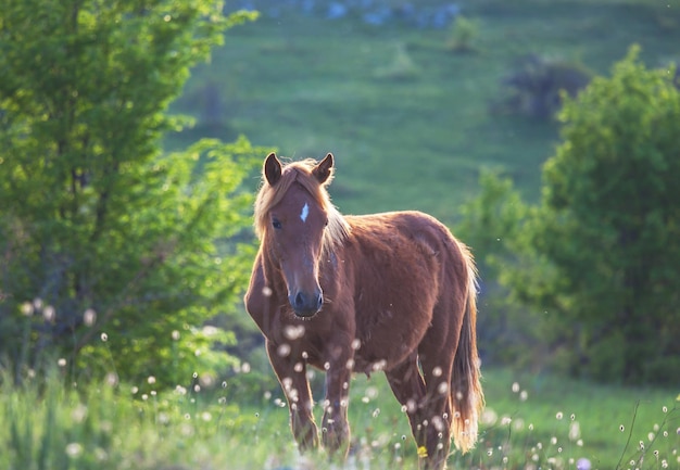 Cheval