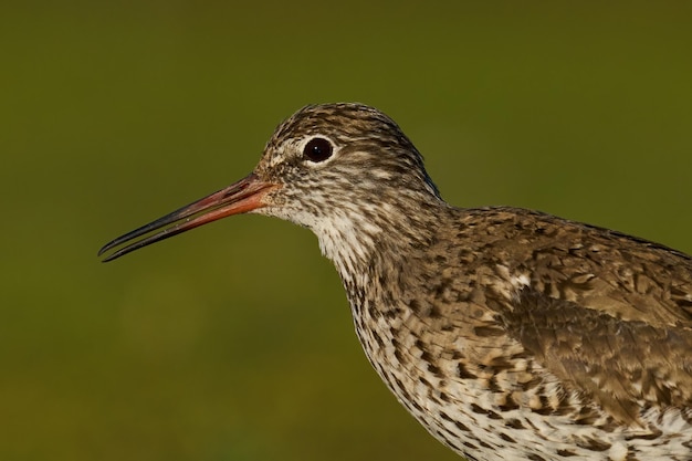 Chevalier arlequin Tringa totanus