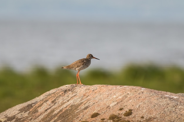 Chevalier gambette assis sur un rocher dans son habitat naturel de