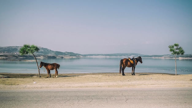 Des chevaux au bord du lac contre le ciel