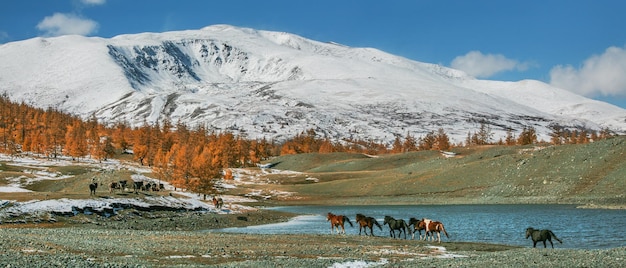 Chevaux au bord d'un lac de montagne Vue panoramique d'automne