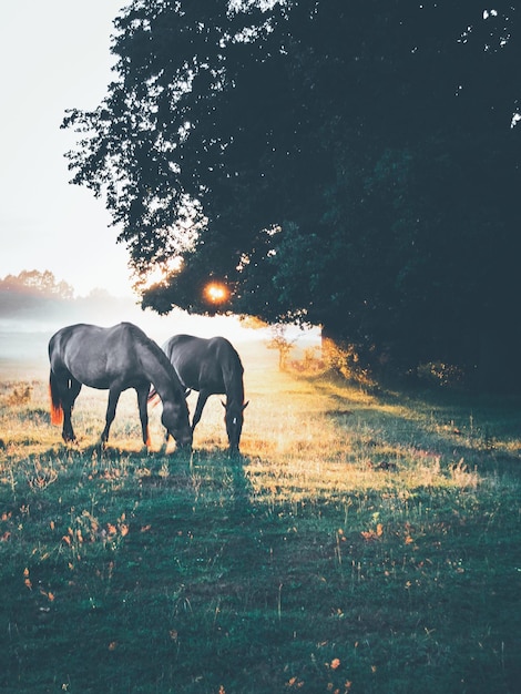 Photo des chevaux au pâturage sur un champ herbeux
