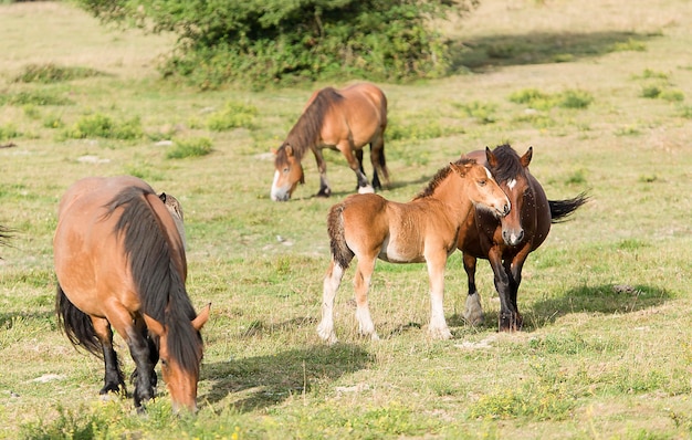 Chevaux au pâturage sur le champ