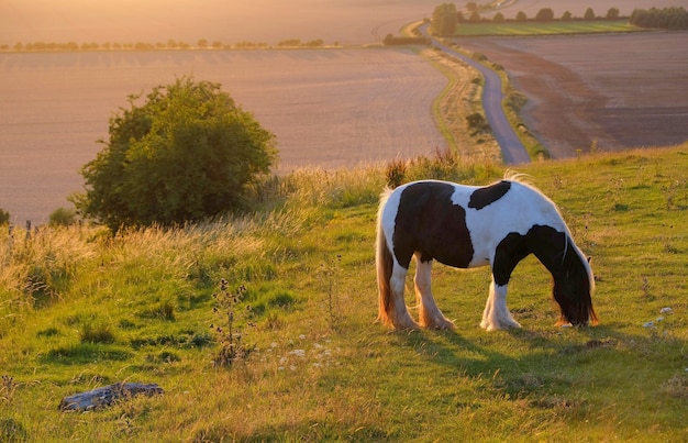 Chevaux au pâturage dans un paysage rural sous la chaleur du soleil avec des couleurs bleu jaune et orange pâturage des arbres d'herbe et vue étendue