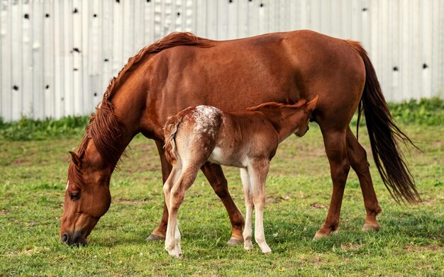 Chevaux au pâturage dans un ranch