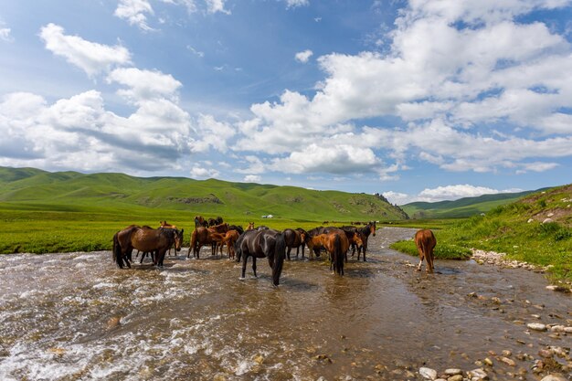 Photo chevaux au point d'eau