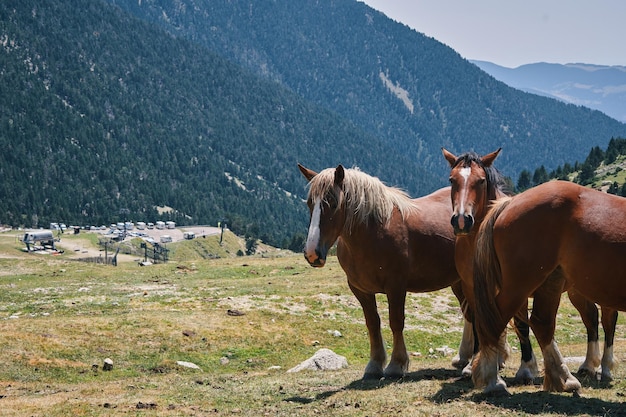 Photo chevaux au sommet d'une montagne avec une montagne en arrière-plan