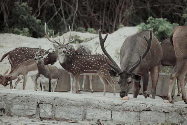 Photo les chevaux au zoo