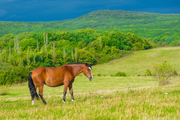 Chevaux bai sombres dans un pré avec de l'herbe verte