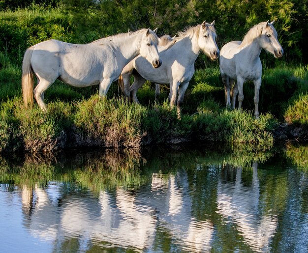 Chevaux blancs de Camargue debout dans la réserve naturelle des marais