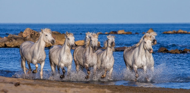 Chevaux blancs de Camargue galopant le long de la plage de la mer