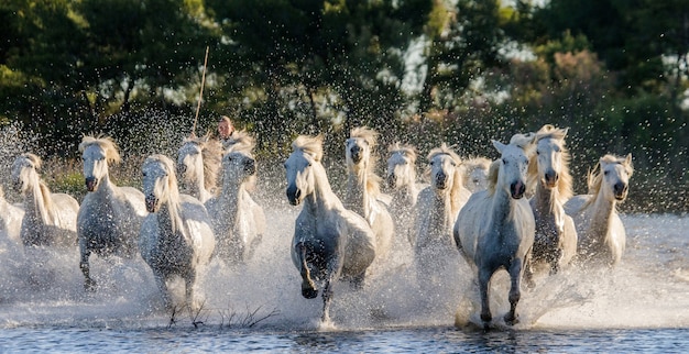 Chevaux blancs de Camargue galopant le long de la plage de la mer