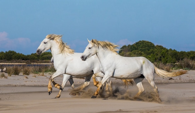 Des chevaux blancs de Camargue galopent sur le sable