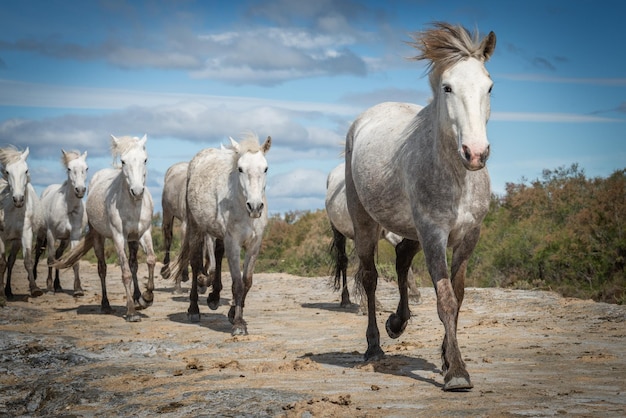 Photo chevaux blancs en camargue