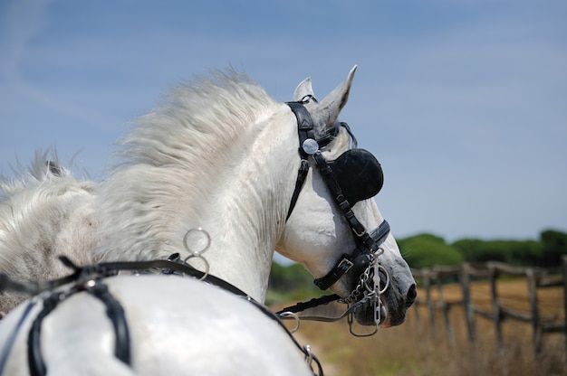 Chevaux blancs en cours d'exécution