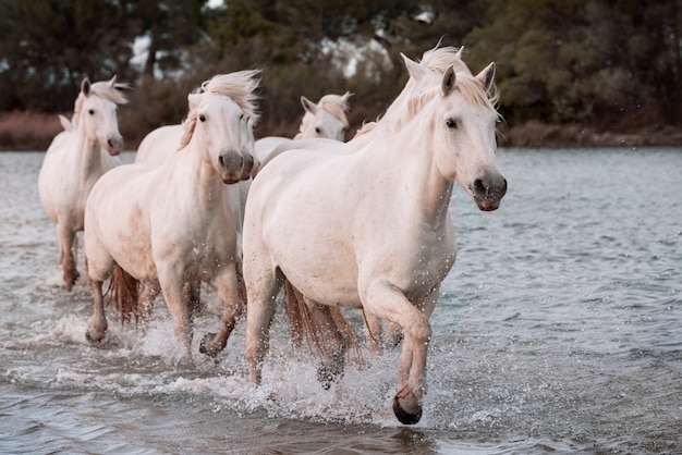 Chevaux Blancs Sur La Plage