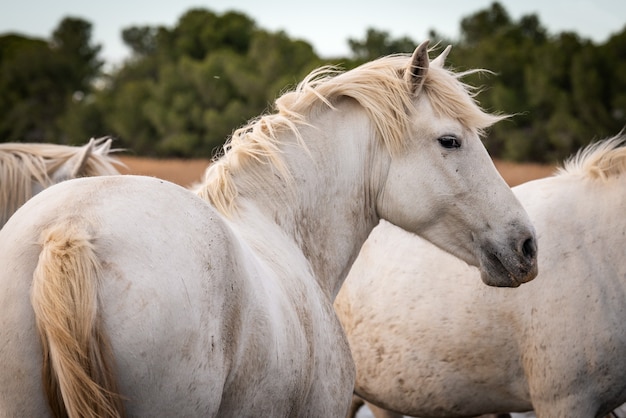 Chevaux blancs sur la plage