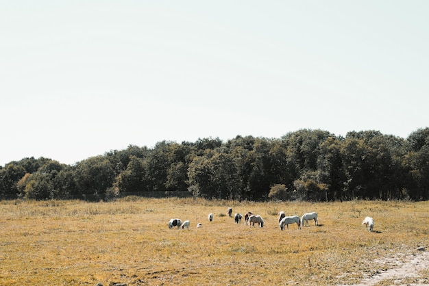 Chevaux blancs sauvages broutant sur une prairie sèche en plein air vue générale