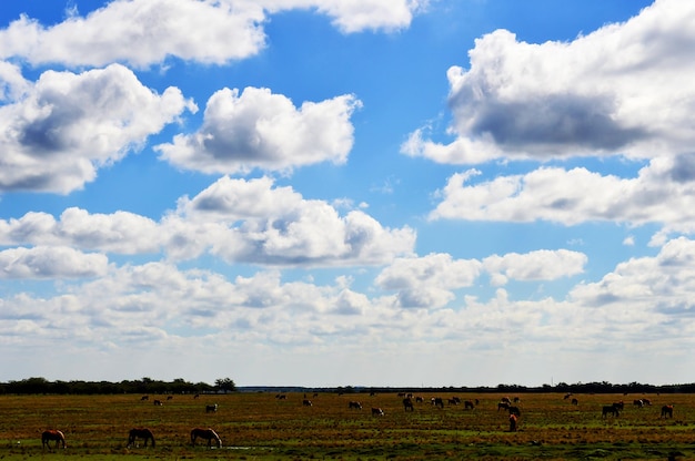 Chevaux et boeufs dans les pâturages sous un ciel bleu avec des nuages