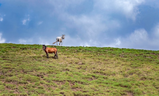 Chevaux broutant sur une colline avec un ciel bleu Chevaux mangeant de l'herbe sur une colline avec un ciel bleu