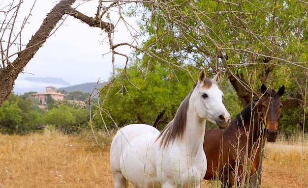 Photo chevaux bruns et blancs dans le champ méditerranéen de majorque