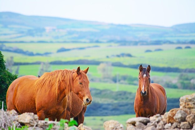 Chevaux bruns dans la campagne Sardaigne