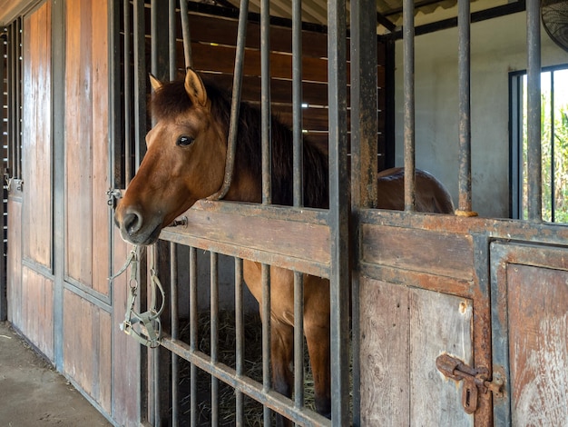 Chevaux bruns debout dans une cage verrouillée dans le bâtiment de la chambre Photographie de portrait de cheval