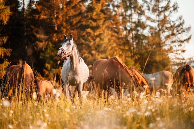 Chevaux bruns debout dans l'herbe haute dans la lumière du coucher du soleil en arrière-plan de la forêt cheval alezan court au galop sur un champ de printemps été