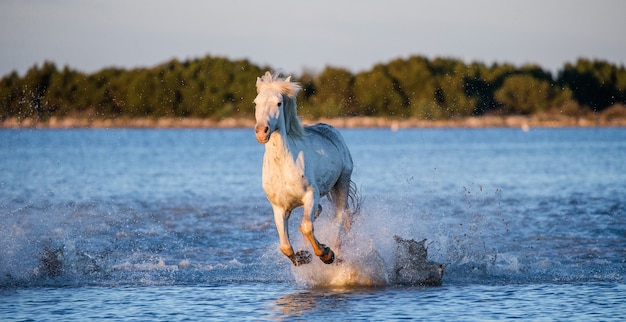 Les chevaux de Camargue courent magnifiquement le long de l'eau dans le lagon