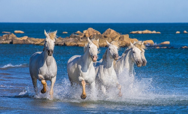 Les chevaux de Camargue courent magnifiquement le long de l'eau dans le lagon