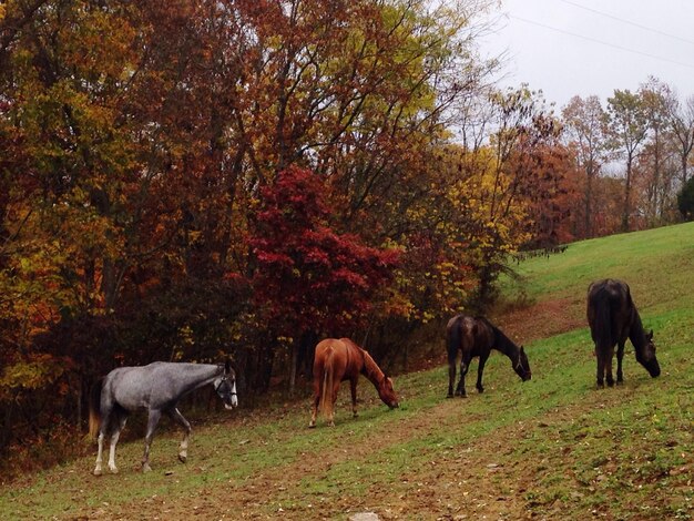 Chevaux sur le champ à l'automne