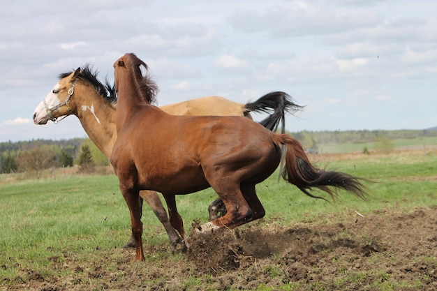 Des chevaux sur le champ contre le ciel