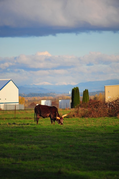 Photo des chevaux sur le champ contre le ciel