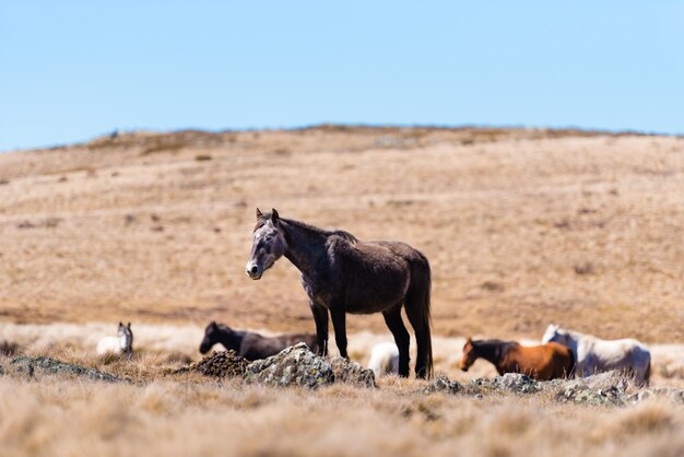 Des chevaux sur un champ