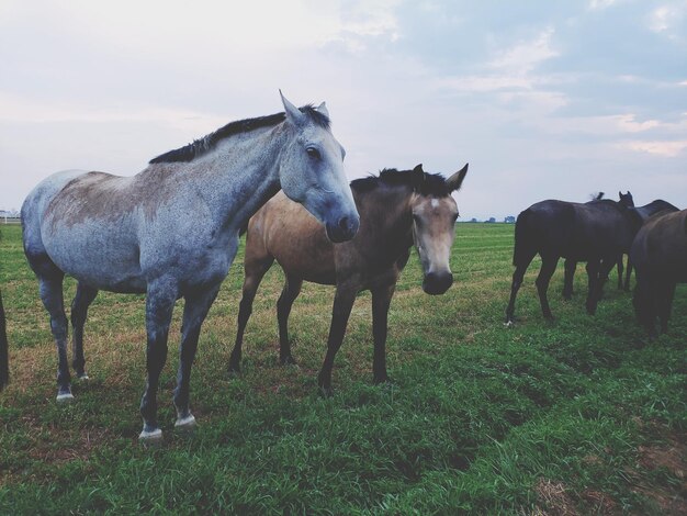 Photo des chevaux sur un champ