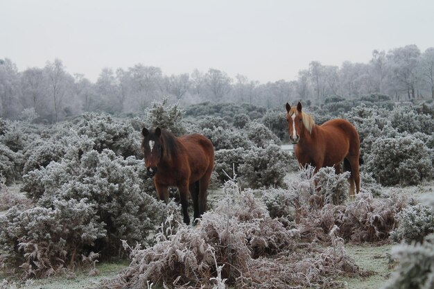 Photo des chevaux sur un champ