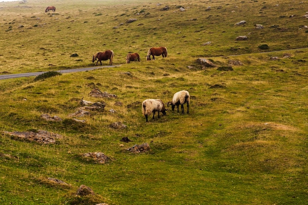 Chevaux et chèvres paissant sur le Camino de Santiago